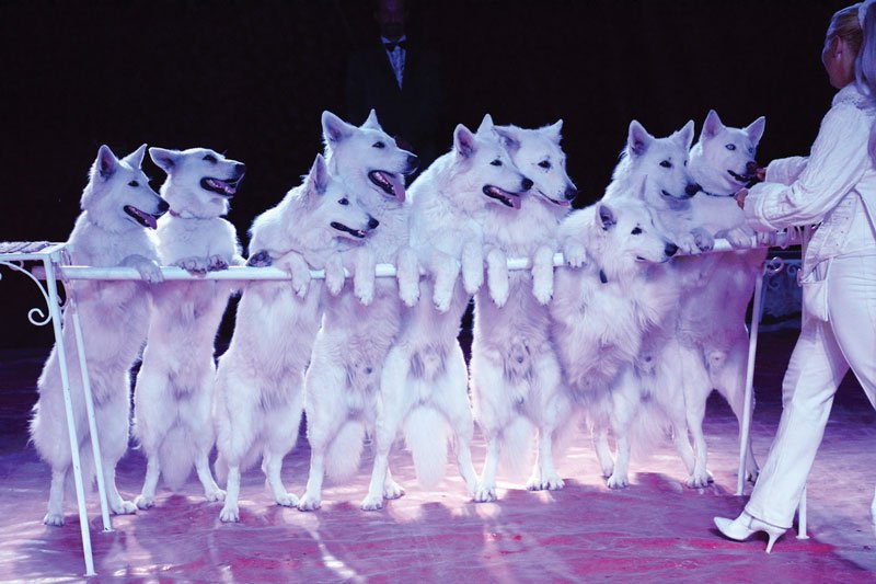 Farkas kaland a porondon