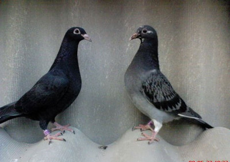 fiatal galambok 614005 56913