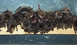 02. kozonseges deneverek padlason 1