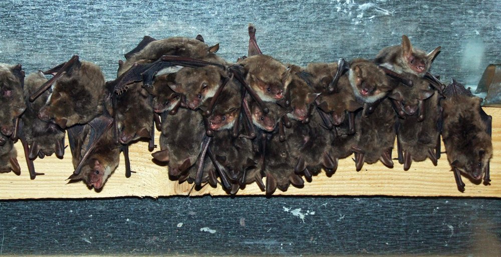 02. kozonseges deneverek padlason 1