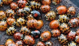 269342 valoban eleg remes bogarak