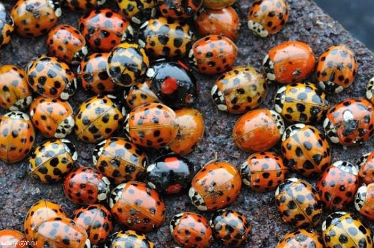 269342 valoban eleg remes bogarak