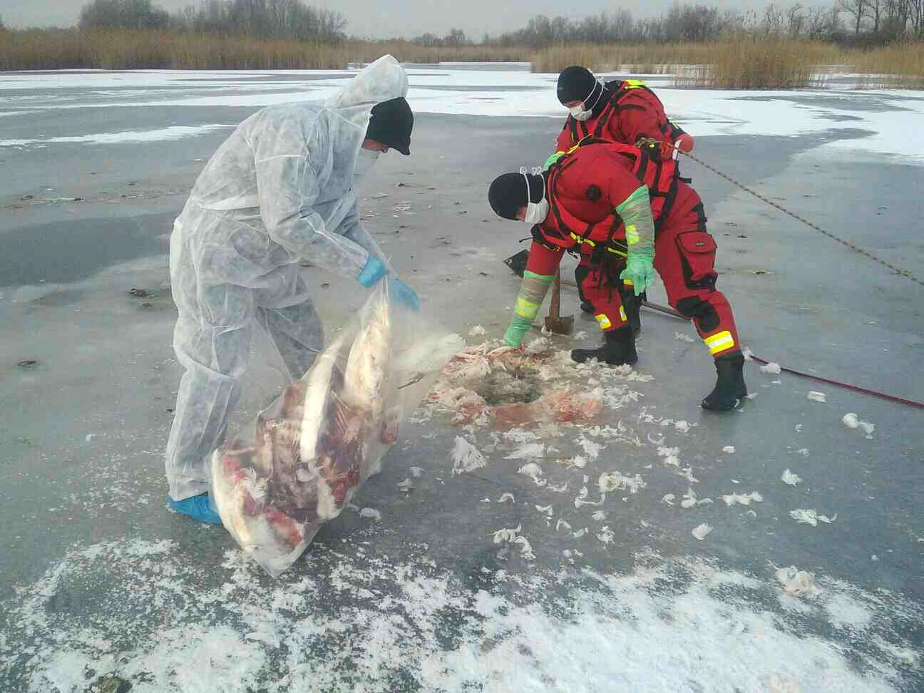 19012017uhyn labute397267