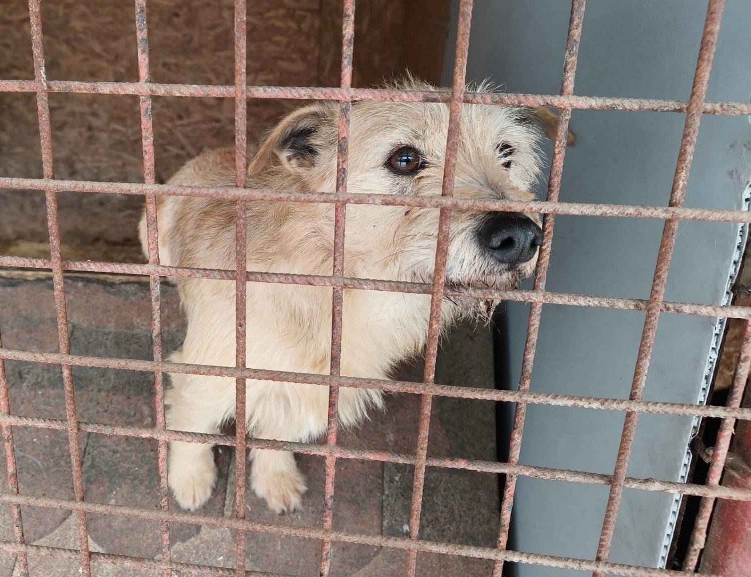 Jótékonysági támogatás az állatmenhelyeknek 4