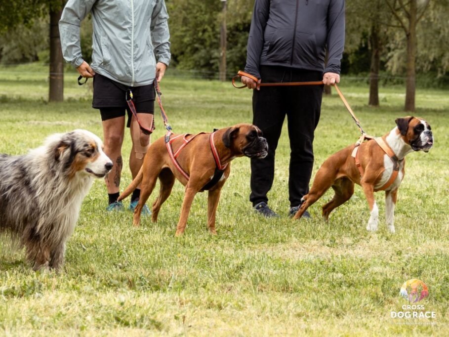 Cross Dog Race 2026: Fuss az örömért, és segíts az otthonra váró kutyáknak 2 GE3A4852