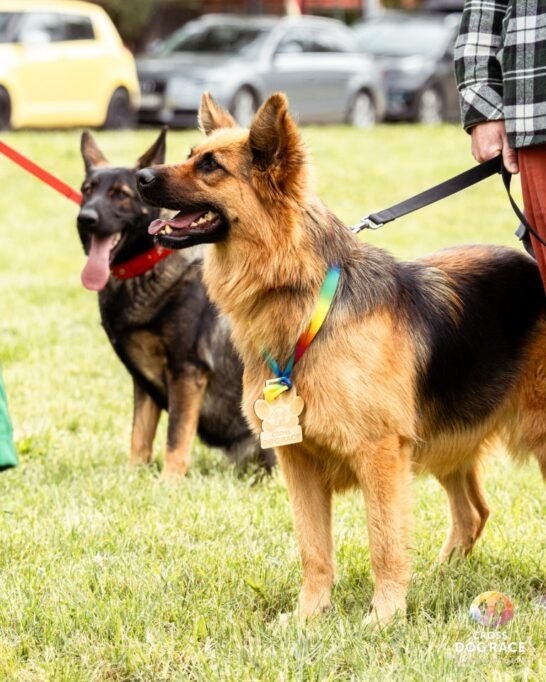 Cross Dog Race 2026: Fuss az örömért, és segíts az otthonra váró kutyáknak 11 GE3A6558