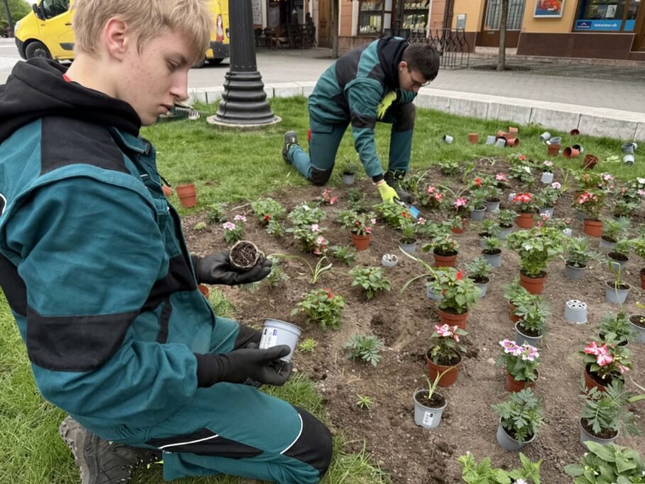 Komárom főtere ismét színesebb és barátságosabb lesz 2 virag1