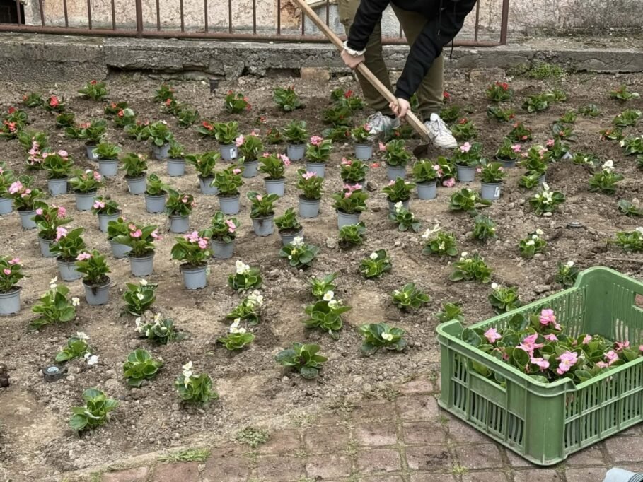 Komárom főtere ismét színesebb és barátságosabb lesz 8 virag11