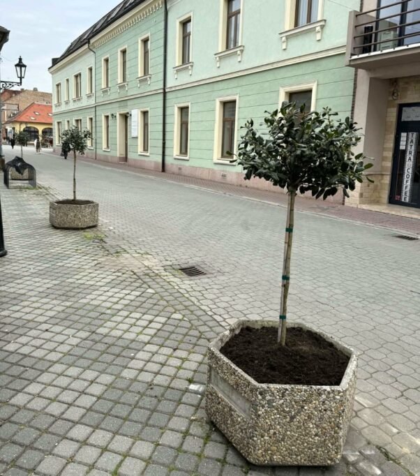 Komárom főtere ismét színesebb és barátságosabb lesz 9 virag12