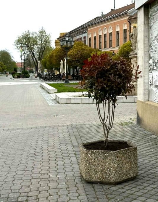 Komárom főtere ismét színesebb és barátságosabb lesz 10 virag13