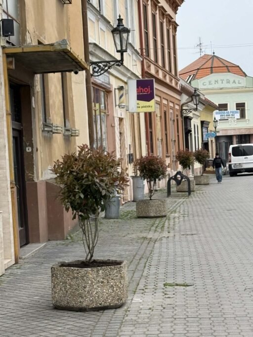 Komárom főtere ismét színesebb és barátságosabb lesz 11 virag14