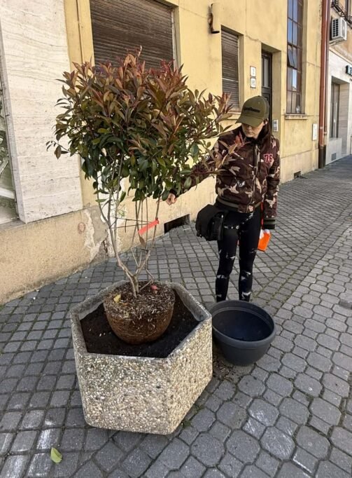 Komárom főtere ismét színesebb és barátságosabb lesz 12 virag15