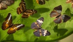 butterflies with wings in shades of brown and oran 2026 09 22 03 15 58 utc