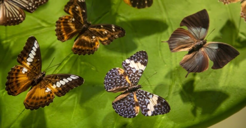 butterflies with wings in shades of brown and oran 2026 09 22 03 15 58 utc