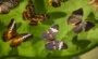 butterflies with wings in shades of brown and oran 2026 09 22 03 15 58 utc