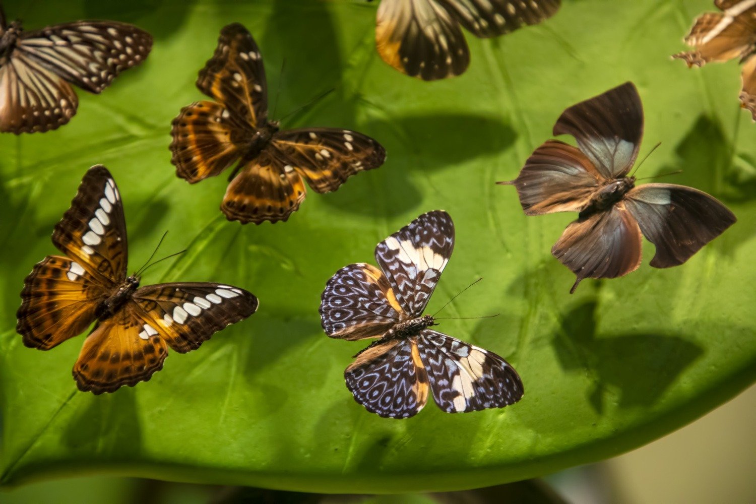 butterflies with wings in shades of brown and oran 2026 09 22 03 15 58 utc