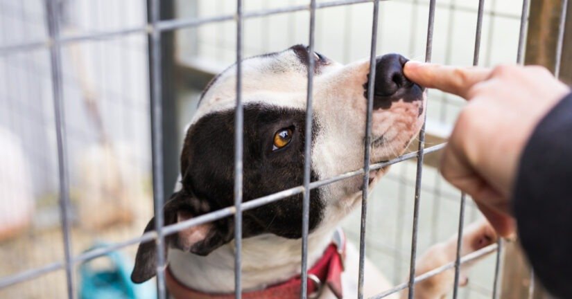 dog with black and white fur in cage 2026 09 23 19 16 49 utc
