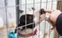 dog with black and white fur in cage 2026 09 23 19 16 49 utc