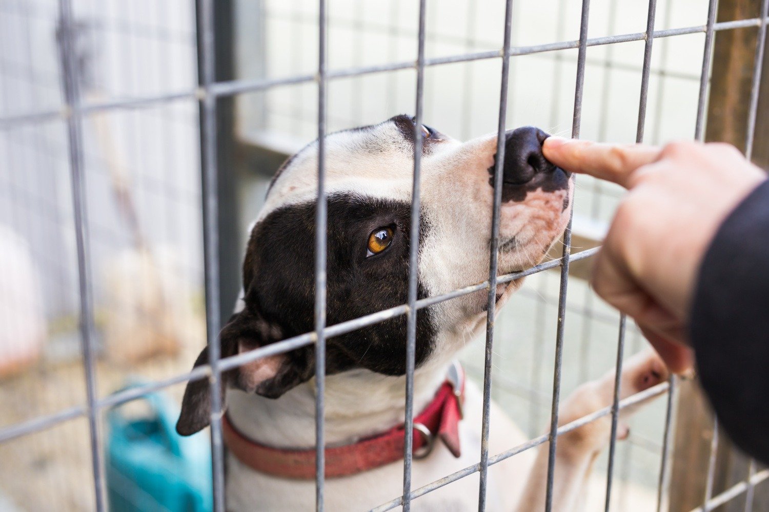 dog with black and white fur in cage 2026 09 23 19 16 49 utc
